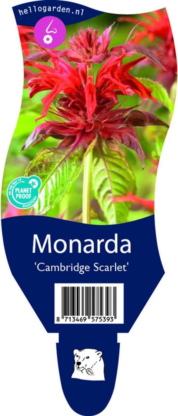 Monarda 'Cambridge Scarlet' - P11